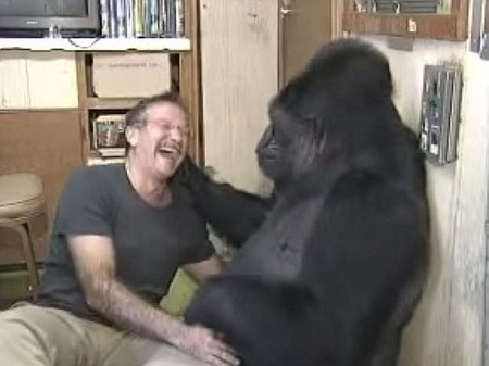 Cô khỉ đột bật khóc khi biết tin tài tử Robin Williams qua đời - 2 Koko và Robin Williams cù nhau và cùng cười sảng khoái trong một lần gặp gỡ.