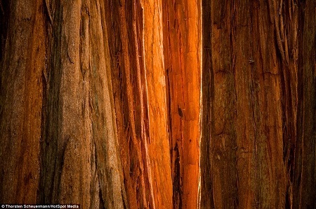 Một thân cây củ tùng khổng lồ trong công viên quốc gia Sequoia ở bang California, Mỹ.