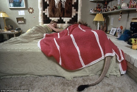 Melanie Gifith năm 14 tuổi. Cô thường xuyên chơi đùa với sư tử Neil bên bể bơi.