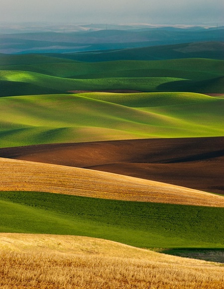 Những ngọn đồi ở Palouse, bang Washington, Mỹ.