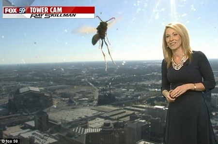 Bất ngờ có một chú ong xuất hiện trong chương trình truyền hình trực tiếp chào buổi sáng.