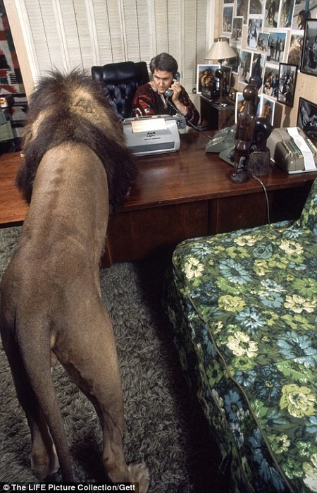 Sư tử Neil quấn quýt bên chồng của nữ diễn viên Tippi Hedren khi đó - anh Noel Marshall.