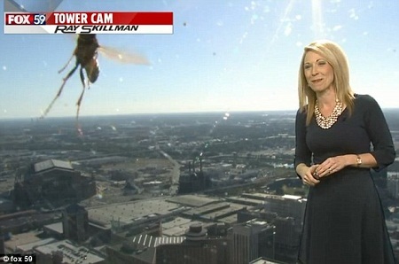 Bất ngờ có một chú ong xuất hiện trong chương trình truyền hình trực tiếp chào buổi sáng.