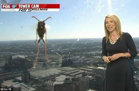 Hình ảnh quả thực gây hoảng hốt đối với người xem.