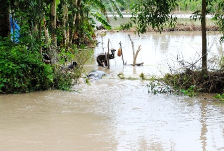 Dân khổ vì triều cường dâng cao bất thường - 1 Triều cường dâng cao đã làm ảnh hưởng đến đời sống, thiệt hại sản xuất của người dân Cà Mau.