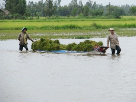 Biến đổi khí hậu “đe dọa” sinh kế người dân vùng ĐBSCL - 1 Thu hoạch lúa trong mùa nước ngập ở Hậu Giang, (Ảnh: Huỳnh Hải)
