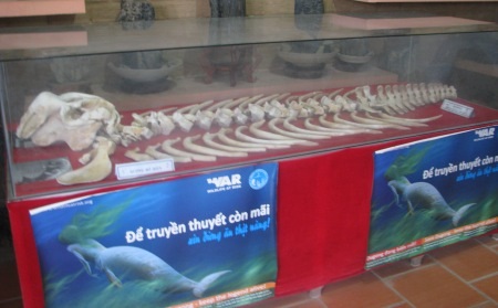 Bộ xương của cá bò hay còn được biết đến là nàng tiên cá.