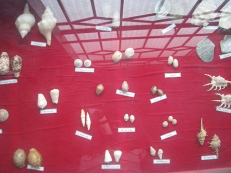 Nhiều loại ốc biển.