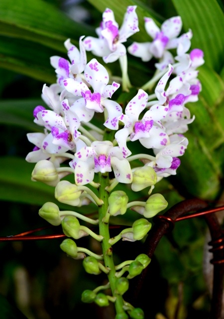 Lan Ngọc Điểm nhiều màu sắc.