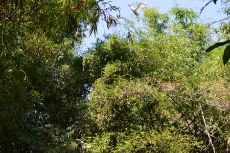 Những vườn cò ở Sóc Trăng là những nơi du lịch sinh thái hấp dẫn. 