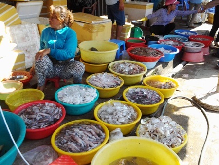 Các loại mực, bạch tuột