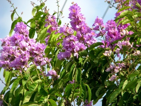 Sắc tím bằng lăng.