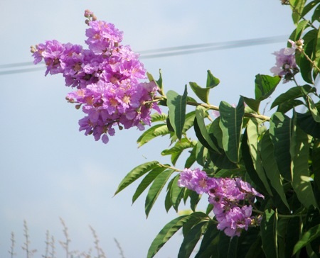 Sắc tím bằng lăng.