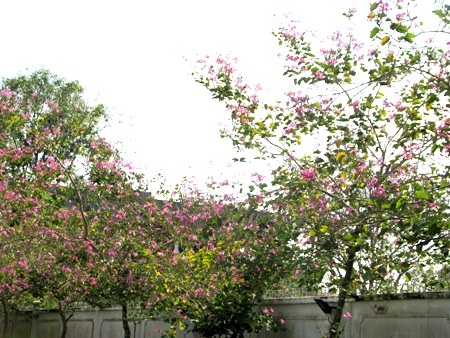 Rừng hoa tím đón mùa hạ.