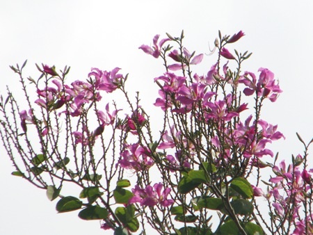 Rừng hoa tím đón mùa hạ.