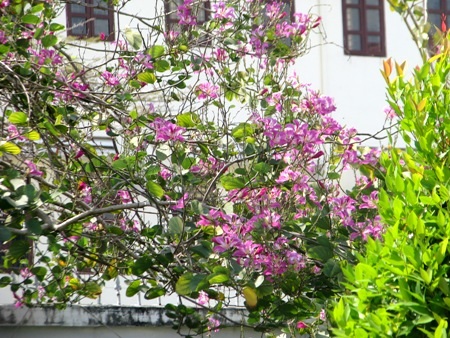 Rừng hoa tím đón mùa hạ.