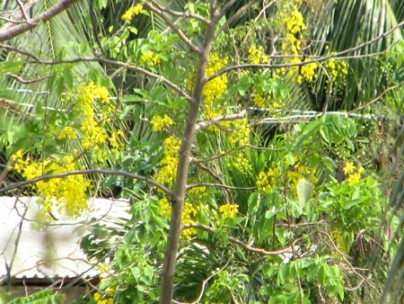 Vàng hoa hoàng hậu