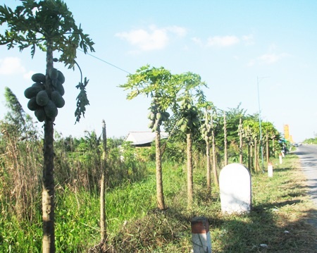 Dọc hai bên tuyến đường có rất nhiều loại trái cây người dân trồng...
