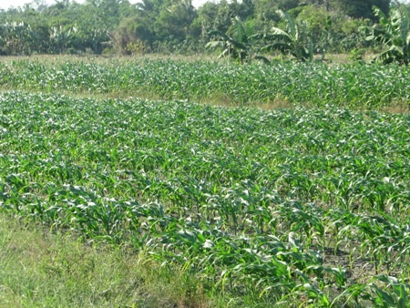 Những vườn bắp xanh tươi được người dân trồng ngay dưới tuyến đường. 