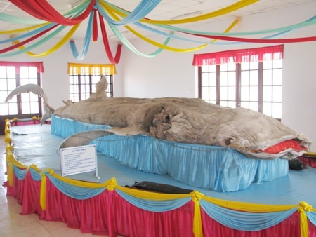 Cận cảnh bộ da cá nhám voi lớn nhất Việt Nam.