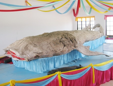 Cận cảnh bộ da cá nhám voi lớn nhất Việt Nam.