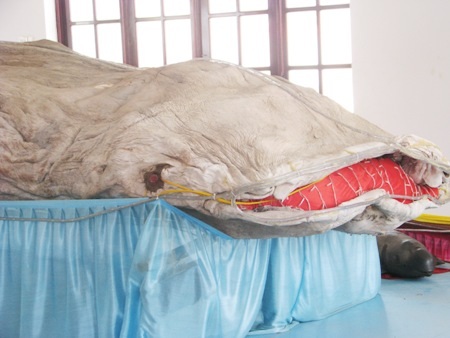 Cận cảnh bộ da cá nhám voi lớn nhất Việt Nam.