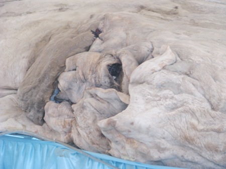 Cận cảnh bộ da cá nhám voi lớn nhất Việt Nam.