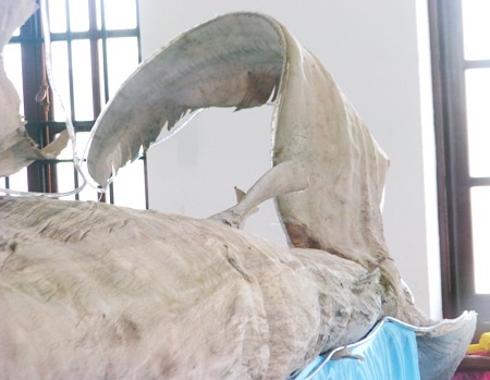 Cận cảnh bộ da cá nhám voi lớn nhất Việt Nam.