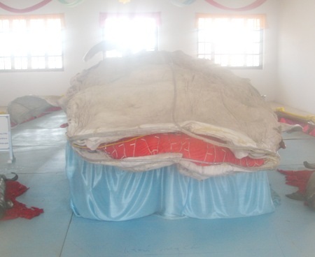 Cận cảnh bộ da cá nhám voi lớn nhất Việt Nam.