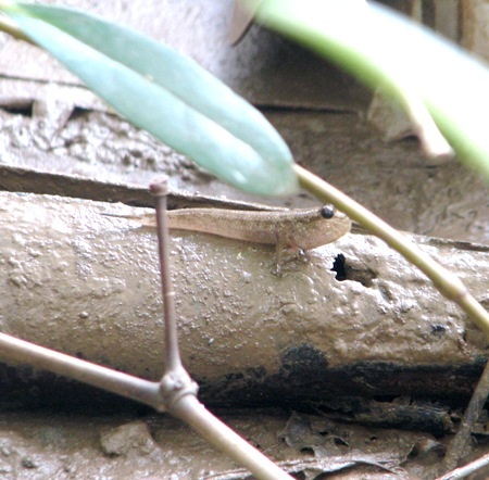 Cá thòi lòi có thể leo trên những khúc, nhánh cây...