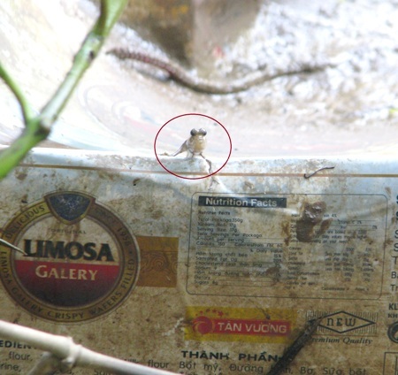 ...hay bò, trườn đứng trên những vật cứng khác.