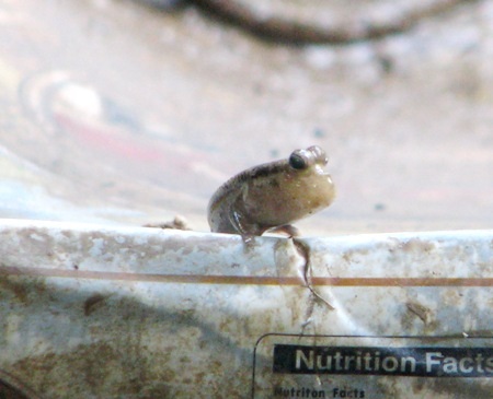 ...hay bò, trườn đứng trên những vật cứng khác.