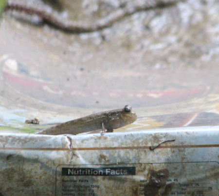 ...hay bò, trườn đứng trên những vật cứng khác.