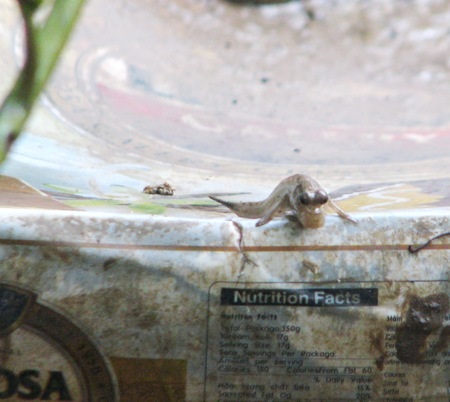 ...hay bò, trườn đứng trên những vật cứng khác.