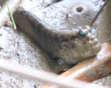 Cá thòi lòi được dùng làm món ăn ngon.