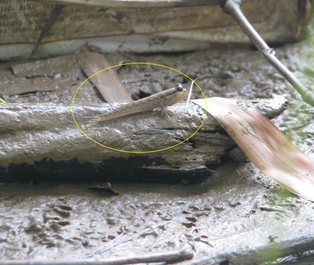 Cá thòi lòi có thể leo trên những khúc, nhánh cây...