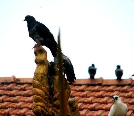 ...và những chú chim bồ câu tạo nên không gian thanh bình, gần gũi.