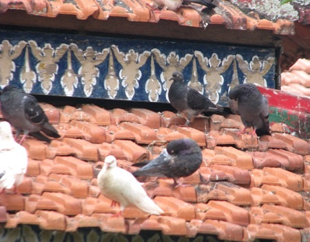 ...và những chú chim bồ câu tạo nên không gian thanh bình, gần gũi.