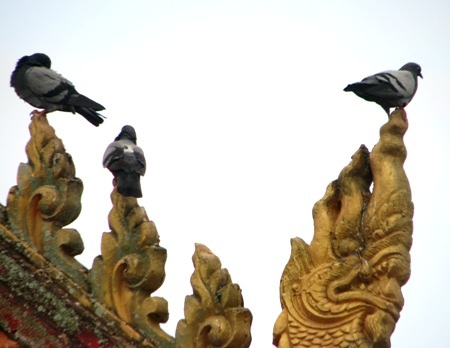 ...và những chú chim bồ câu tạo nên không gian thanh bình, gần gũi.