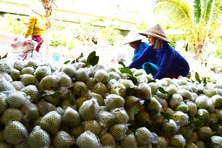 Ổi chất thành đống như giá quá thấp, bán 30 ký ổi chưa mua nổi tô bún.