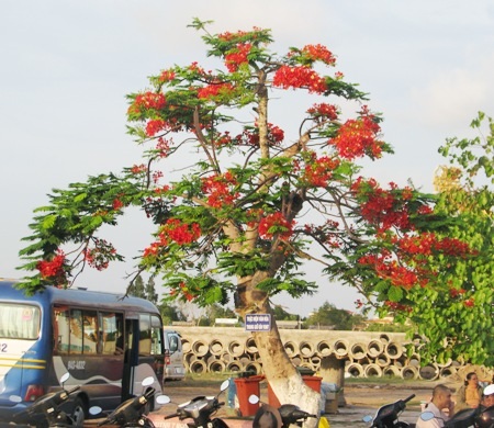 Phượng cháy rực khi vào hạ ở Bạc Liêu.