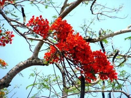 Phượng cháy rực khi vào hạ ở Bạc Liêu.