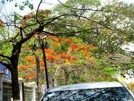 Phượng cháy rực khi vào hạ ở Bạc Liêu.