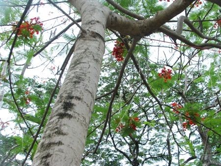 Phượng cháy rực khi vào hạ ở Bạc Liêu.