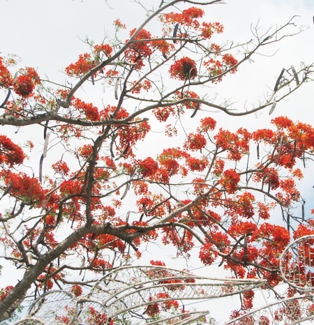 Phượng cháy rực khi vào hạ ở Bạc Liêu.