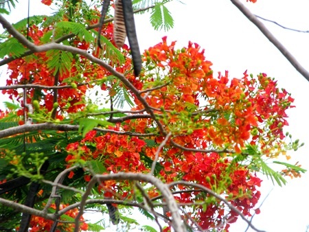 Phượng cháy rực khi vào hạ ở Bạc Liêu.