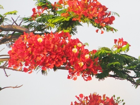 Phượng cháy rực khi vào hạ ở Bạc Liêu.