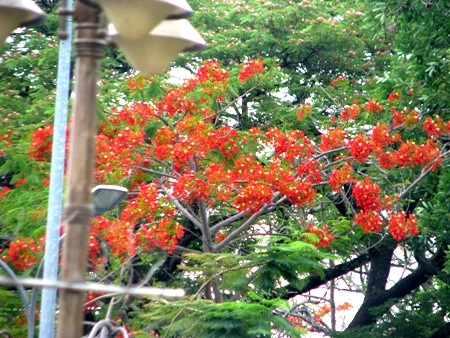 Phượng cháy rực khi vào hạ ở Bạc Liêu.