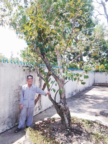 Cây vú sữa trong vườn Bác Hồ từ Hà Nội về Cà Mau - 4 ...nơi có cây vú sữa được nhân giống từ cây vú sữa ở khu vườn Bác ngoài Hà Nội.
