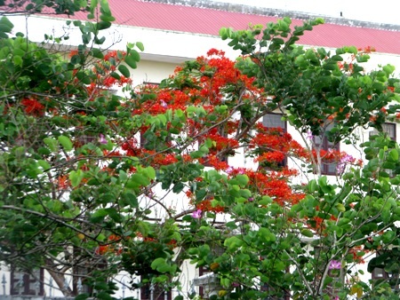 Phượng cháy rực khi vào hạ ở Bạc Liêu.